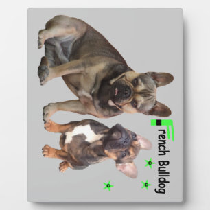 Placa Expositora Französische Bulldoggen Fotoplatte