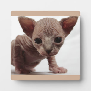 Placa Expositora Freaky Cute Furless Sphynx Kitten
