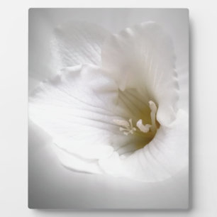 Placa Expositora fresia blanca