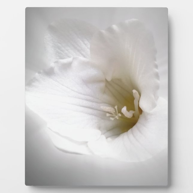 Placa Expositora fresia blanca (Frente)
