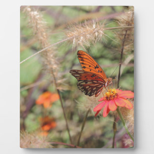 Placa Expositora Fritillary en el Golfo de Zambia