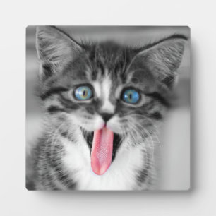 Placa Expositora Funny Kitten