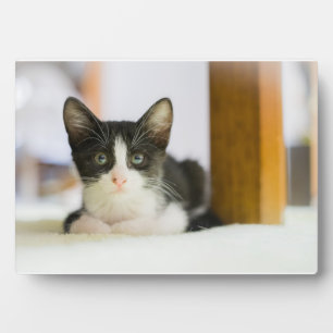 Placa Expositora Gatito Blanco Y Negro Dulce