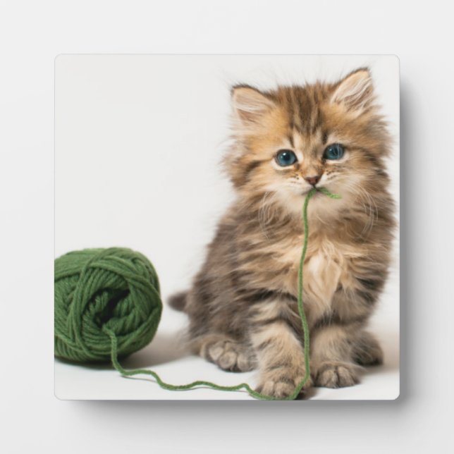 Placa Expositora Gatito con yarn verde (Frente)