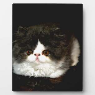 Placa Expositora Gatito de gatito blanco y negro