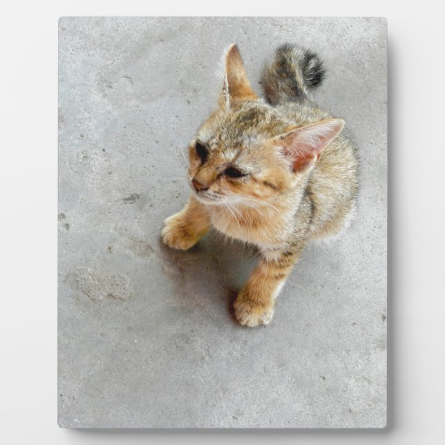 Placa Expositora Gatito de gato salvaje (Frente)