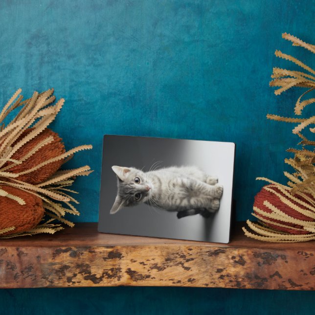 Placa Expositora Gatito de Tabby Azul (Lado)