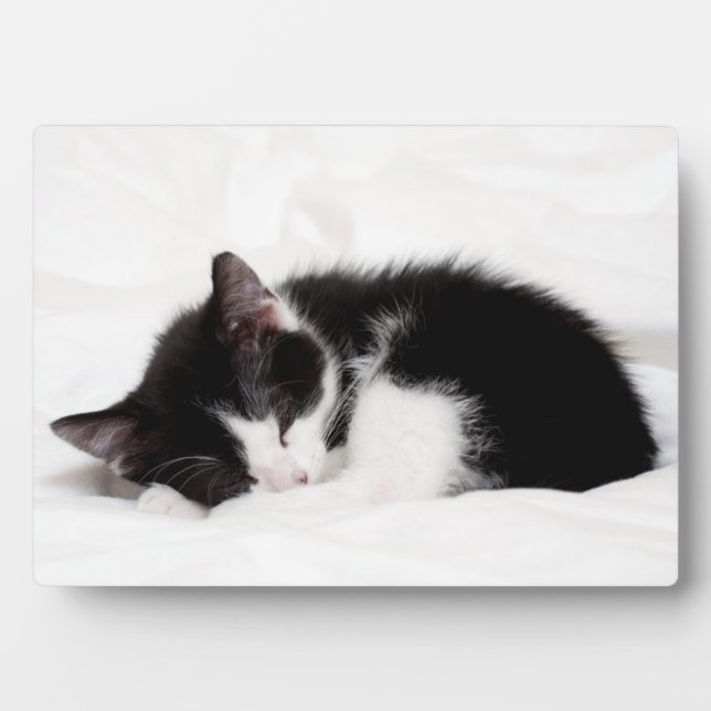 Placa Expositora Gatito durmiente (Frente)