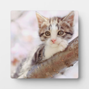 Placa Expositora Gatito En Un Árbol