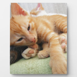 Placa Expositora Gatito lindo con rayas de tigre