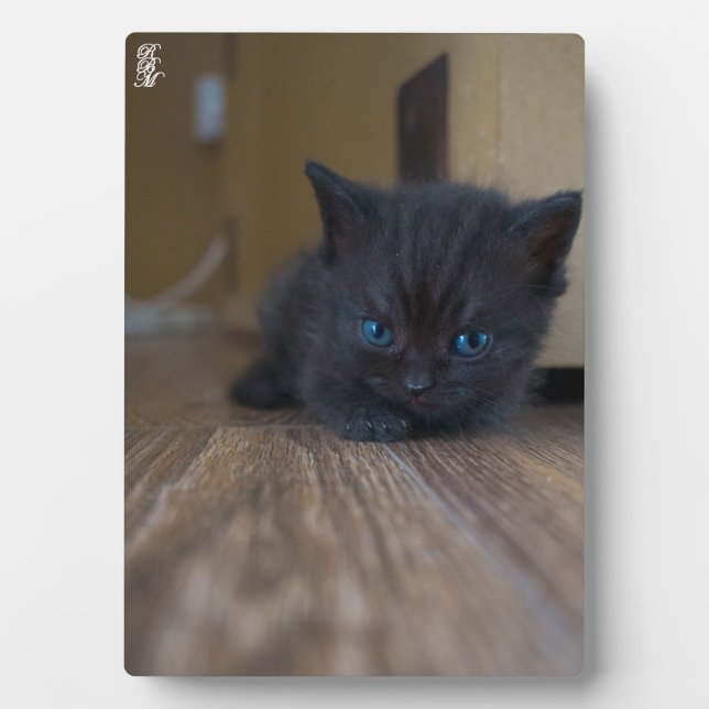 Placa Expositora Gatito negro (Frente)