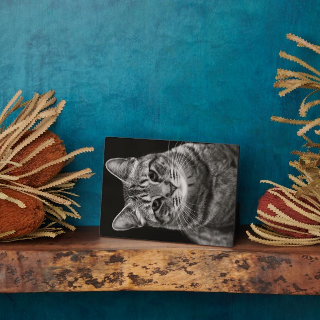 Placa Expositora Gatito negro de Tabby (Lado)