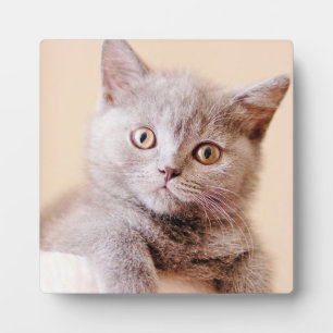 Placa Expositora Gato corto británico de Shorthair