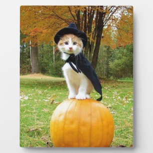 Placa Expositora Gato De Halloween En Una Calabaza Naranja