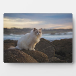 Placa Expositora Gato De Ragdoll En La Playa