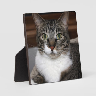 Placa Expositora Gato de Tabby mirando fotografía animal