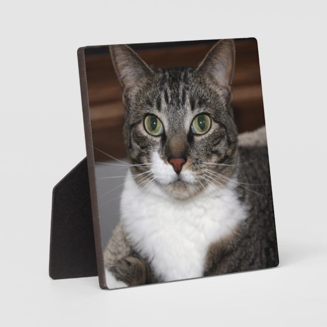 Placa Expositora Gato de Tabby mirando fotografía animal (Anverso)