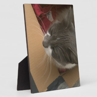 Placa Expositora Gato en la caja