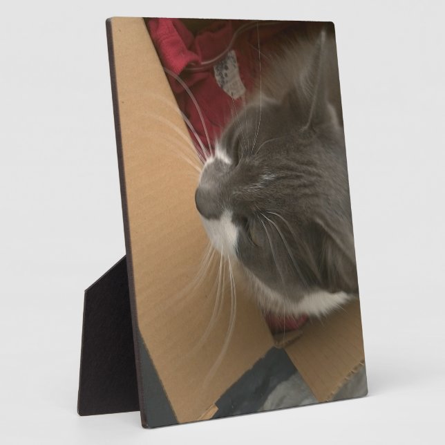 Placa Expositora Gato en la caja (Lado)