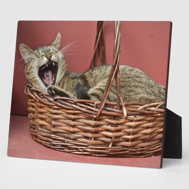 Placa Expositora Gato gatito de Yawning Kitty (Lado)