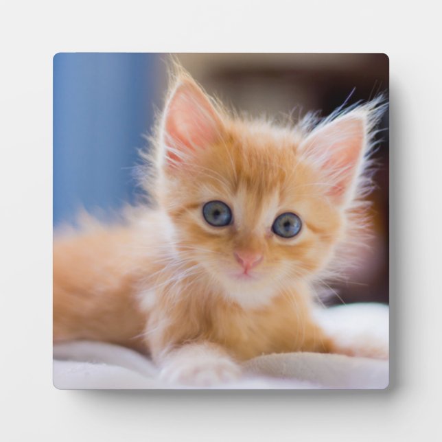 Placa Expositora Gato lindo con ojos azules (Frente)