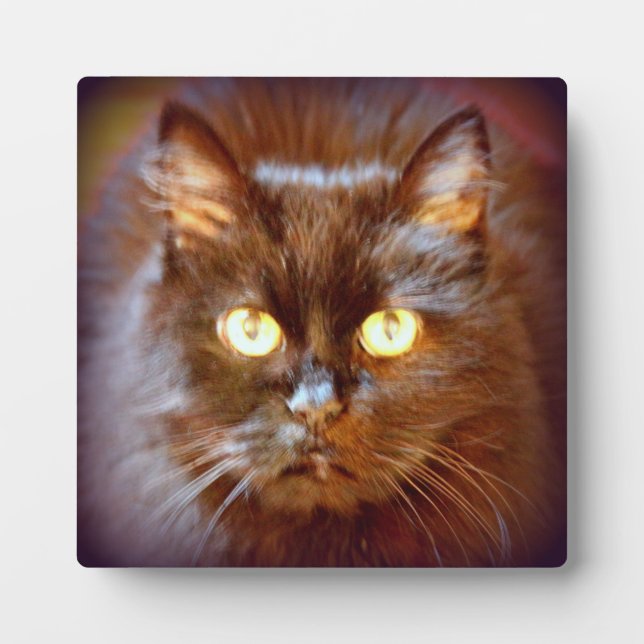 Placa Expositora gato negro (Frente)