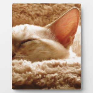 Placa Expositora Gato somnoliento