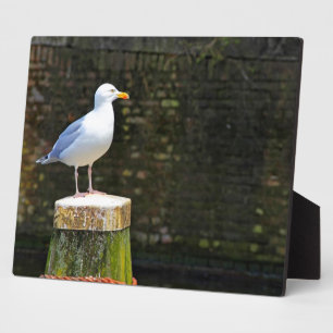 Placa Expositora Gaviota