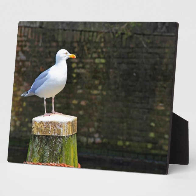 Placa Expositora Gaviota (Lado)