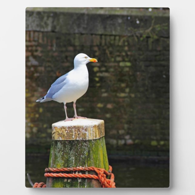 Placa Expositora Gaviota (Frente)