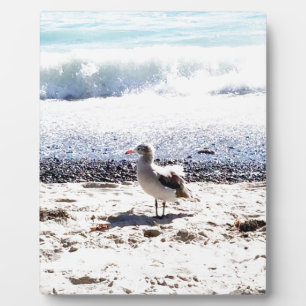 Placa Expositora gaviota junto al océano en la foto de la playa