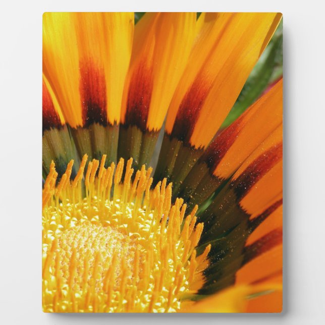 Placa Expositora Gazania (Frente)