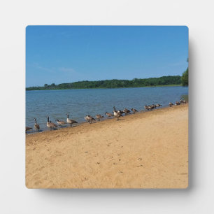 Placa Expositora Geese en el lago Silver, Wisconsin