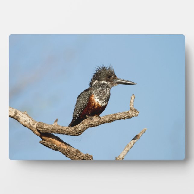 Placa Expositora Giant Kingfisher (Frente)