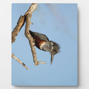 Placa Expositora Giant Kingfisher