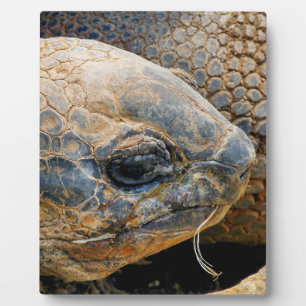 PLACA EXPOSITORA GIANT TORTOISE