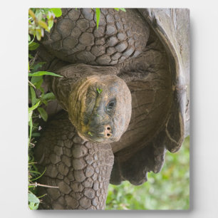 Placa Expositora Giant turtle
