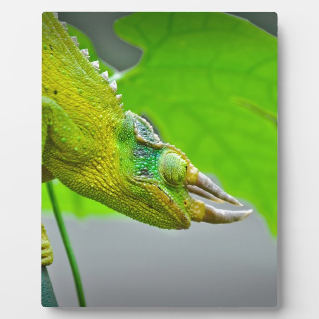 Placa Expositora Gigante 3 Horned Chameleon (Frente)
