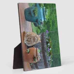 Placa Expositora Ginger Cat