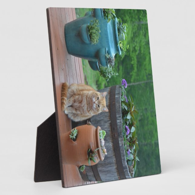 Placa Expositora Ginger Cat (Lado)