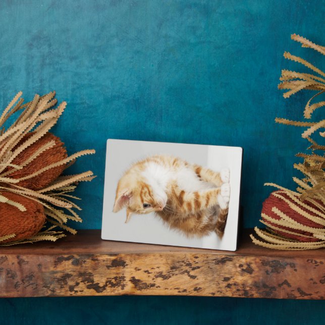 Placa Expositora Ginger Kitten (Lado)