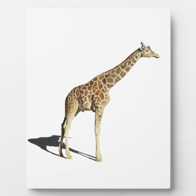 Placa Expositora Giraffe (Frente)
