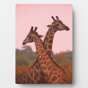 Placa Expositora Giraffe con cielos rosas y mopani