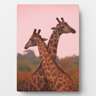 Placa Expositora Giraffe con cielos rosas y mopani