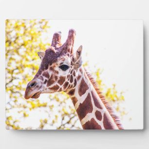 Placa Expositora Giraffe Portrait