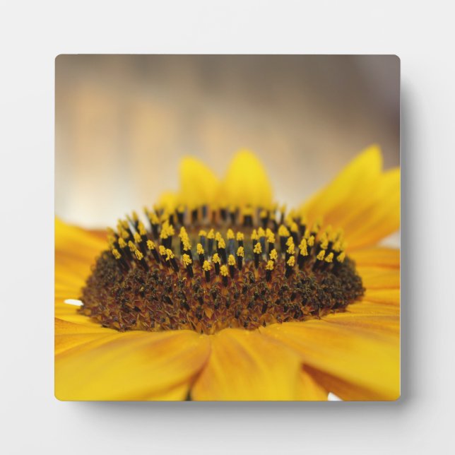 Placa Expositora Girasol (Frente)