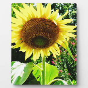 Placa Expositora Girasol amarillo grande