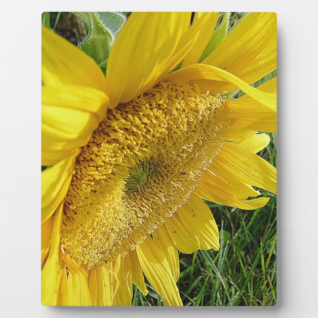 Placa Expositora Girasol brillante (Frente)