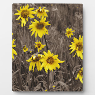 Placa Expositora Girasol en la Montaña Rocosa