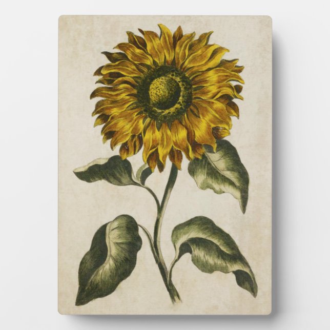 Placa Expositora Girasol floral botánico vintage (Frente)